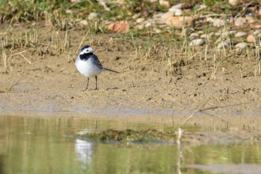 Motacilla alba, Villafafila Lagünleri, Zamora, İspanya 'da suyun kenarında duran beyaz bir Wagtail..
