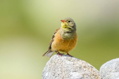 Ortolan Bunting Emberiza Hortulana, Avila, İspanya 'da Sierra de Gredos' ta bir kayanın üzerine tünemiştir. Doğal dağ habitatında, renklerini vurgulayan yumuşak bulanık bir arka planla yakalanmış..