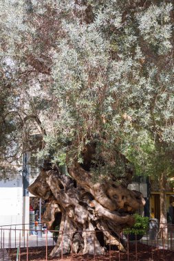 Antik zeytin ağacı Olivo de Cort, Palma de Mallorca 'da asırlık bir dönüm noktası, buruşuk gövdesini ve yemyeşil yapraklarını sergiliyor..