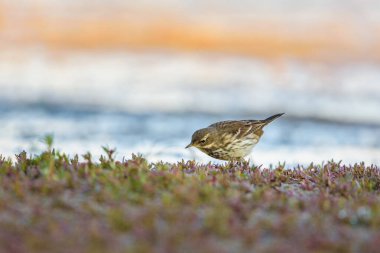 Anthus pratensis, Raso de Portillo Gölü, Valladolid, İspanya 'da yiyecek arayan bir çayır borusu..