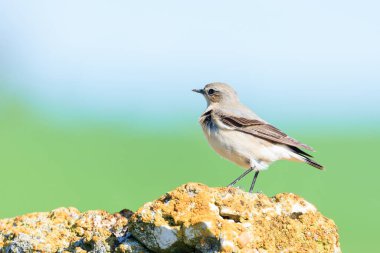 Kuzey Wheatear Oenanthe oenanthe İspanya 'nın Valladolid kentindeki liken kaplı bir kayanın üzerine tünemişti..