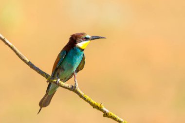 Avrupa arı yiyici (Merops apiaster) İspanya 'nın Valladolid şehrinde yumuşak bir arka plana sahip bir dala tünemiştir. Doğal güneş ışığında renkli tüyler ve keskin bir profil.