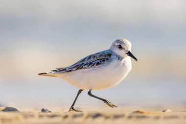 Donana Ulusal Parkı 'nda kumsalda koşan Sanderling' Calidris alba 'bulanık arka plan ve doğal kıyı ışıklarıyla.