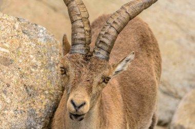 İspanya 'nın dağlık yaban hayatının bir sembolü olan Sierra de Gredos' un engebeli arazisinde etkileyici boynuzları olan vahşi bir İber İbeks (Capra pyrenaica)..