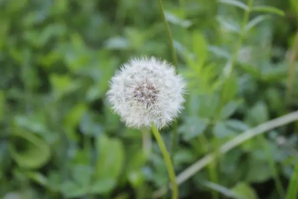 Bulanık yeşil bir arkaplanda pofuduk bir karahindibanın yakın çekimi