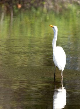 Göldeki büyük balıkçıl