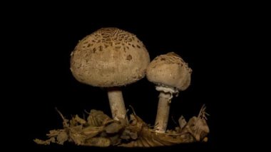 Siyah arka planda şemsiye mantarı (Macrolepiota procera) zamanı