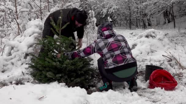 Karácsonyfát Ültető Házaspár Ünnepek Után Erdőben — Stock videók