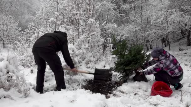 Casal Plantando Uma Árvore Natal Depois Férias Floresta — Vídeo de Stock