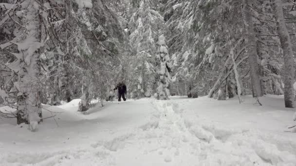 Caminhante Com Sapatos Neve Mochila Andando Floresta Inverno Montanha Coberto — Vídeo de Stock