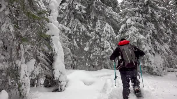 Caminante Con Raquetas Nieve Mochila Caminando Bosque Invierno Montaña Cubierto — Vídeos de Stock