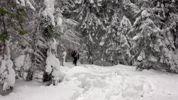 穿着雪鞋和背包的徒步旅行者漫步于高山冬季森林 覆盖着厚厚的积雪 云彩飘扬的冬日天空 — 图库视频影像
