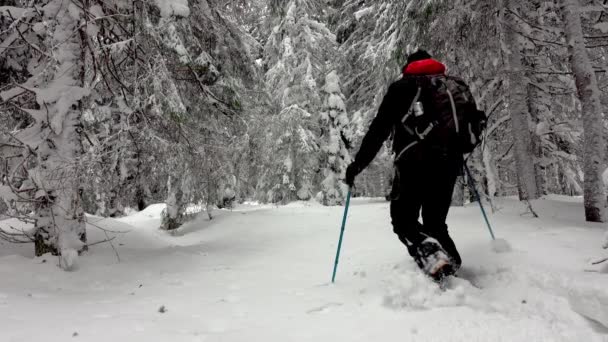 Kar Ayakkabıları Sırt Çantasıyla Dağ Ormanında Yürüyüş Yapan Derin Karla — Stok video