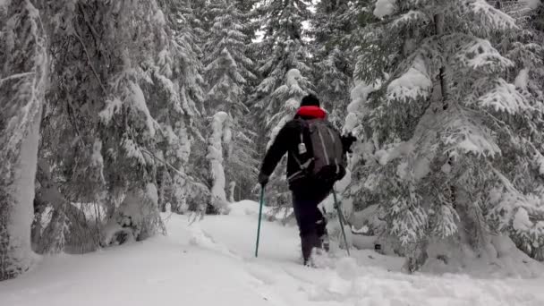 穿着雪鞋和背包的徒步旅行者漫步于高山冬季森林 覆盖着厚厚的积雪 云彩飘扬的冬日天空 — 图库视频影像