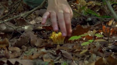 Yazın sonlarında çam ormanlarında keçi sakalı (Ramaria flava) toplayan kadın, esculent fungi