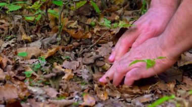 Kadın el pençe mantarı topluyor, mantar mantarları, diğer adıyla kafalar, sonbahar ormanlarında ölülerin trompetleri.