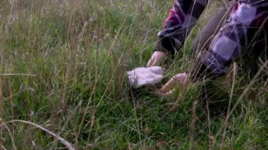 Çimenlerde bulunan açık kahverengi şapkalı ve beyaz solungaçlı (Lepista personata) menekşe mantarı toplayan kadın.