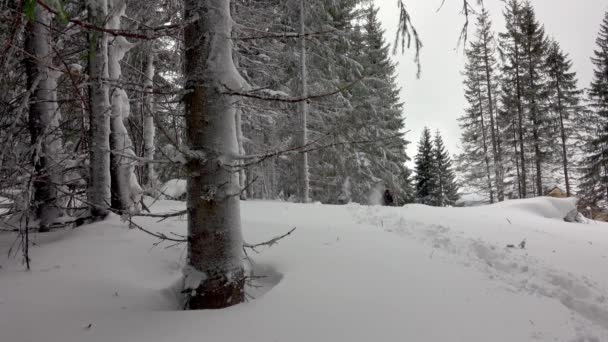 Wandelaar Met Sneeuwschoenen Rugzak Wandelen Mountain Winter Forest Bedekt Met — Stockvideo