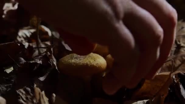 Donna Mano Raccogliendo Funghi Miele Funghi Troncone Albero Nella Foresta — Video Stock