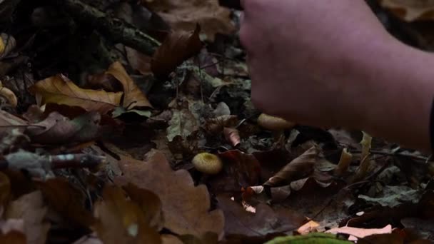 Kobieta Ręcznie Zbieranie Grzybów Miodu Grzyby Drzewie Odcinek Jesiennym Lesie — Wideo stockowe