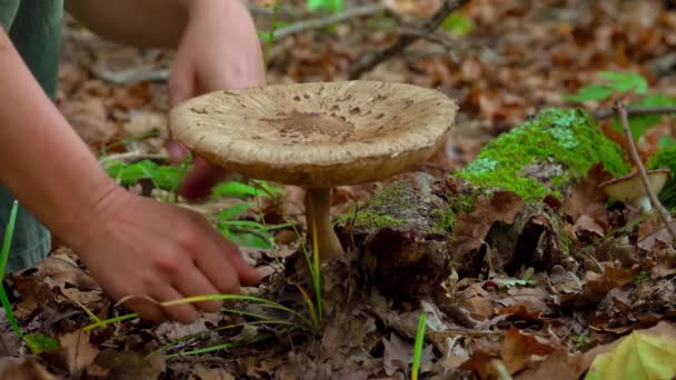 Woman Picking Parasol Mushroom Macrolepiota Procera Green Field Forest — Stock Video