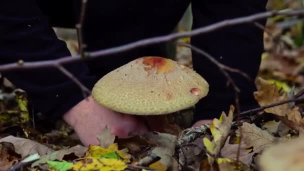 Raccolta Funghi Blusher Amanita Rubescens Che Crescono Nella Foresta Autunnale — Video Stock