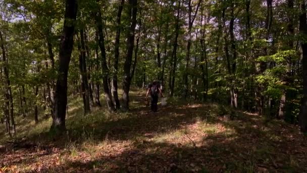 Człowiek Koszykiem Ręku Szuka Grzybów Jesiennym Lesie — Wideo stockowe