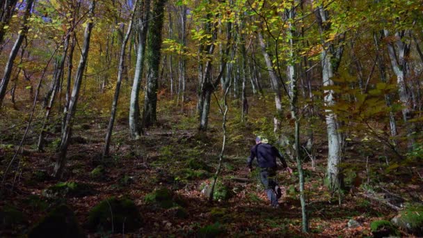 美しい秋の日を屋外で楽しむバックパックを運ぶアクティブな男は カラフルな落ち葉で覆われた森のパスを登山 — ストック動画