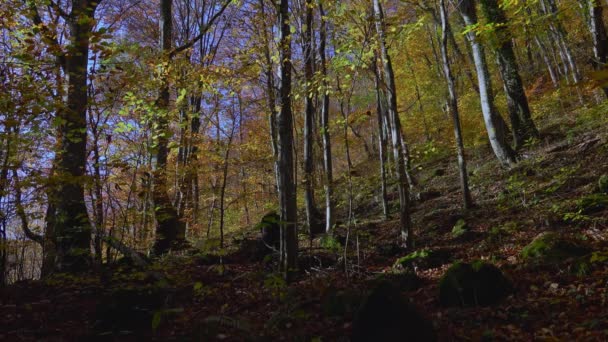 Активный Человек Рюкзаком Наслаждается Прекрасным Осенним Днем Открытом Воздухе Скалолазанием — стоковое видео