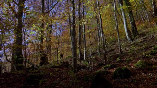 Aktivní Muž Batohem Užívá Krásného Podzimního Dne Venku Horolezectví Lesní — Stock video