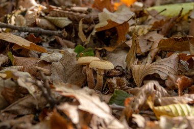 Armillaria mellea (bal mantarı), Armillaria familyasından bir mantar türü.