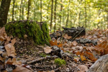 Coprinellus micaceus mantarları sonbahar ormanlarında yetişir.