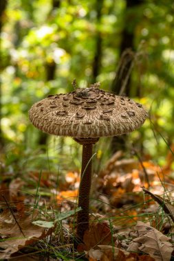 Şemsiye mantarı (Macrolepiota procera) sonbahar ormanında yeşil çimenler ve düşen yapraklarla