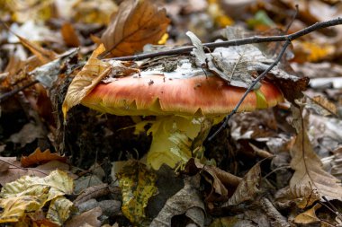 Bir Amanita Caesarea mantarı yakın, diğer adıyla Sezar mantarı sonbahar ormanında yeşil çimenler ve düşen yapraklarla