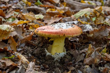 Bir Amanita Caesarea mantarı yakın, diğer adıyla Sezar mantarı sonbahar ormanında yeşil çimenler ve düşen yapraklarla