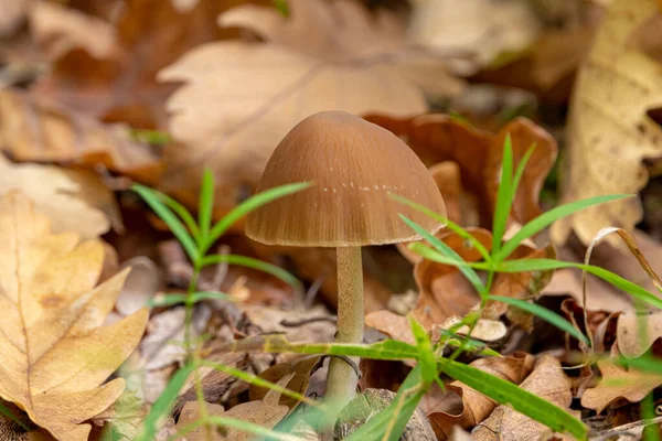 Cogumelos Coprinellus Micaceus Que Crescem Floresta Outono — Fotografia de Stock