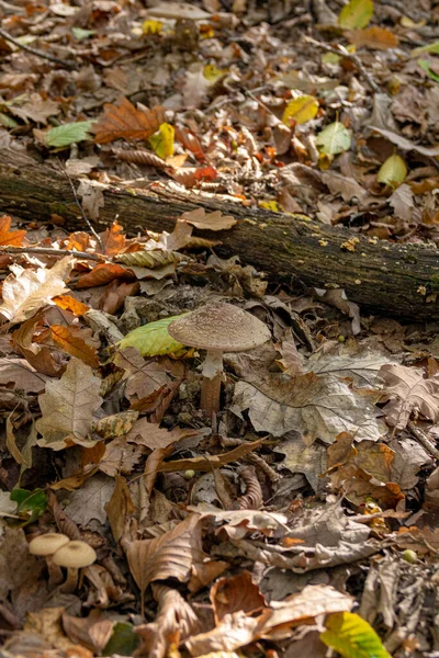 Champignons Rougisseurs Amanita Rubescens Poussant Dans Forêt Automne — Photo