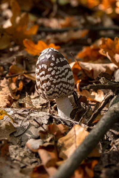 Coprinopsis picacea da sonbahar ormanlarında Saksağan mantar zehirli mantar olarak bilinir. Coprinus picaceus.