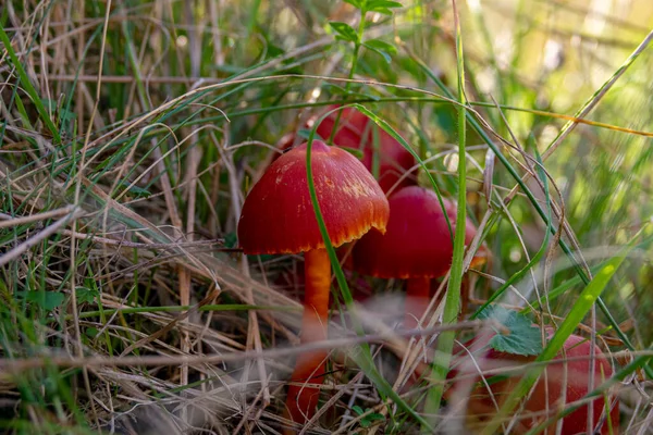 Inedible Fungus Grows Meadows Central Europe Hygrocybe Coccinea — Stock Photo, Image