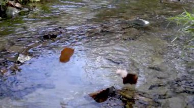 Koyu mavi nehir suyuna dökülen sarı-turuncu yapraklar. Sonbahar doğal arka planı. Sonbahar atmosferi. Sonbahar mevsiminin sembolü.