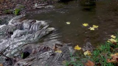 Koyu mavi nehir suyuna dökülen sarı-turuncu yapraklar. Sonbahar doğal arka planı. Sonbahar atmosferi. Sonbahar mevsiminin sembolü.