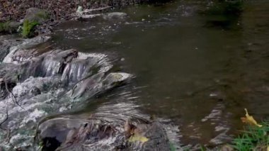 Koyu mavi nehir suyuna dökülen sarı-turuncu yapraklar. Sonbahar doğal arka planı. Sonbahar atmosferi. Sonbahar mevsiminin sembolü.