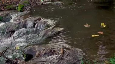Koyu mavi nehir suyuna dökülen sarı-turuncu yapraklar. Sonbahar doğal arka planı. Sonbahar atmosferi. Sonbahar mevsiminin sembolü.