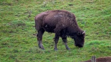 Auroch 'ların sürüsü tarlada otluyor. Ormandaki Büyük Kahverengi Bizon. Bizon Sürüsü