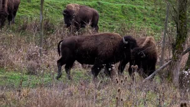 Two Alpha Male Aurochs Head Butting Dominance Heard Horns Locked — Stock Video