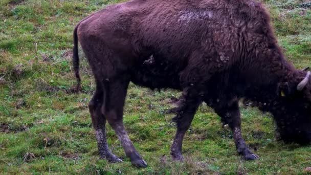 Herd Van Aurochs Grazen Het Veld Grote Bruine Bizon Achtergrond — Stockvideo