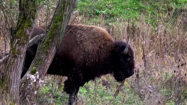 Herd Aurochs Grazing Field Large Brown Bison Forest Background Bison — Stock Video