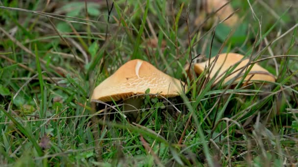 Picking Cuphophyllus Pratensis Mushrooms Known Snowy Waxcap Autumn Meadow — Stock Video