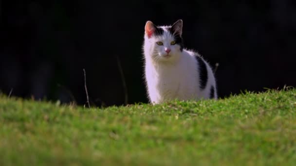 Black White Cat Hunting Mountain Meadow Autumn Sunny Day — Stock Video