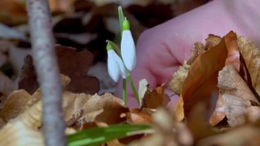 Ormanda, güzel güneşli bir günde, taze kar damlası çiçeği (Galanthus nivalis) toplayan bir kadın. Baharın ilk habercileri.